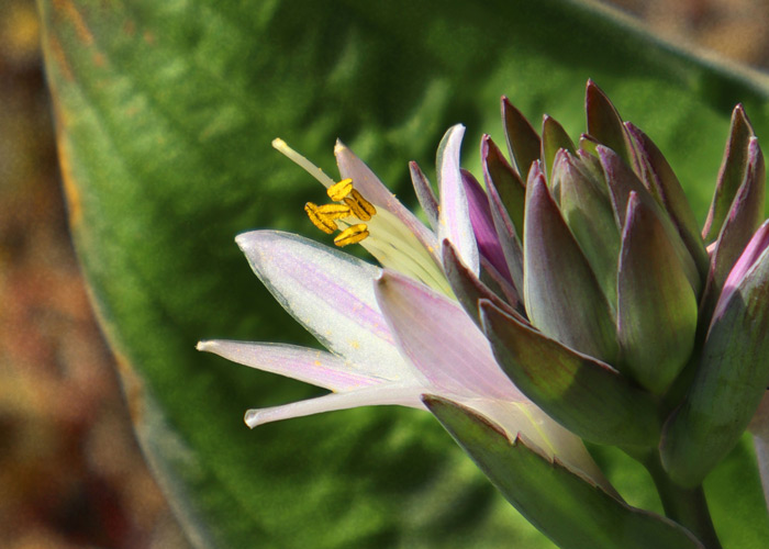 closeup of hosta