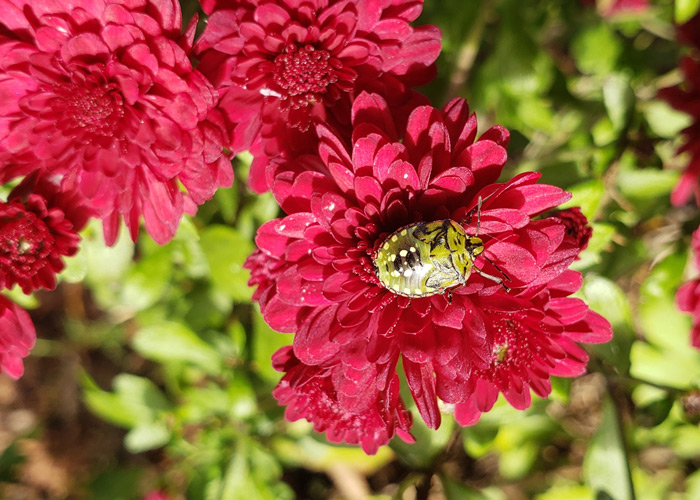 red flowers with stink bug